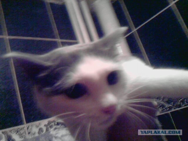 Котовторник! 13.03.2012
