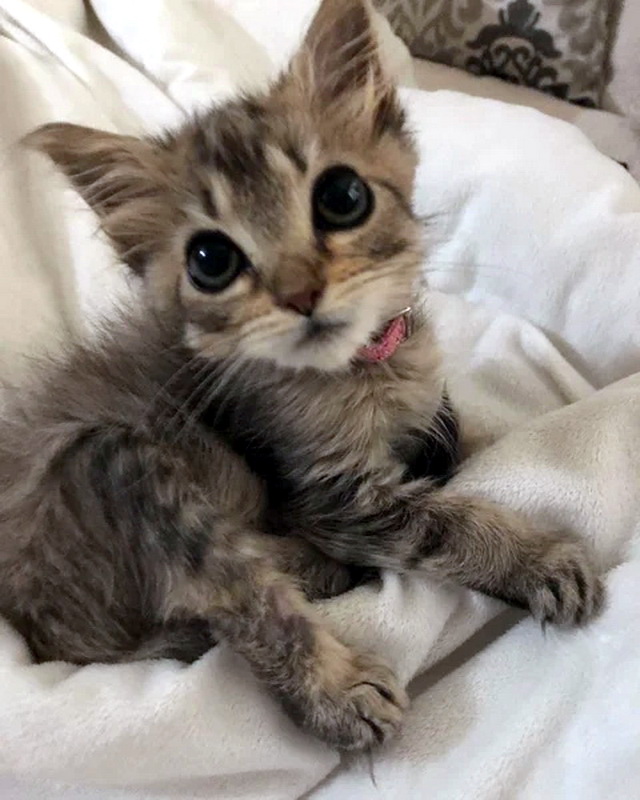 Прикольных котов пост