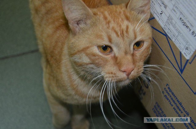 Котовторник 17.04.2012