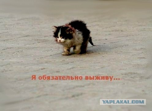 Питерские коты