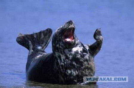 Улыбальник