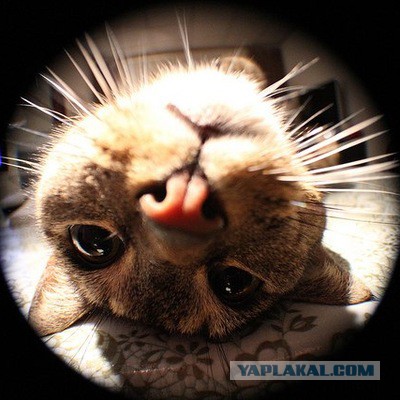 С Днём кошки!