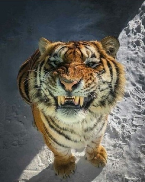 Дикий котовторник