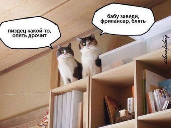 Ученый рассказал, как инопланетяне наблюдают за нами при помощи кошек