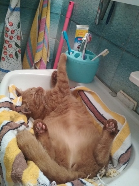 Эти забавные животные