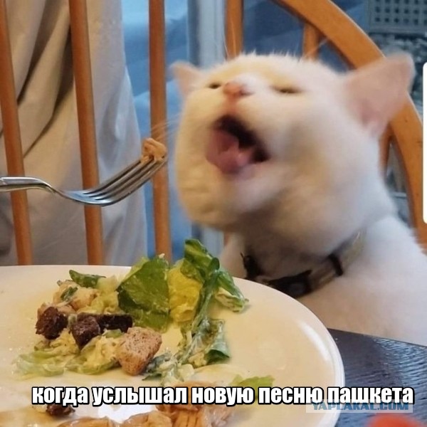 Мемный кот