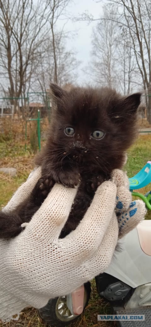Кошка привела котят знакомиться со спасшей ее от голода женщиной