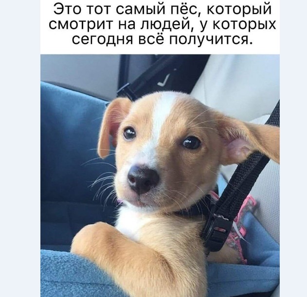 Картинки и мемы для настроения 018
