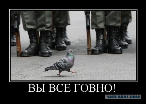 Голубь тоже пешеход