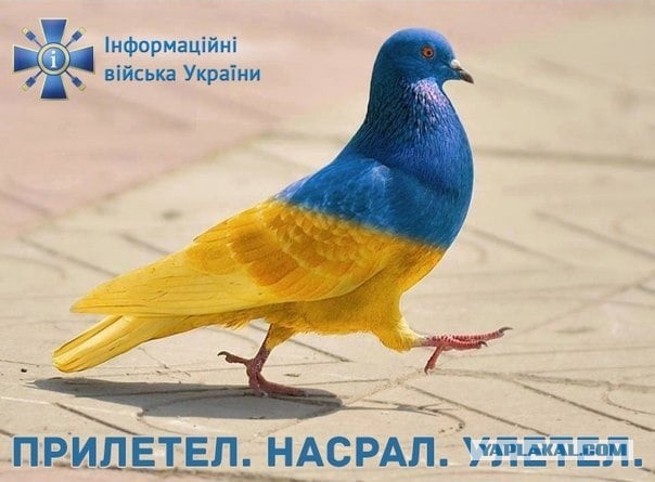 Даже стрелять не обучали