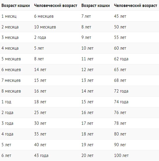 Когда начинается кошачья старость и как облегчить жизнь питомцу: важные моменты