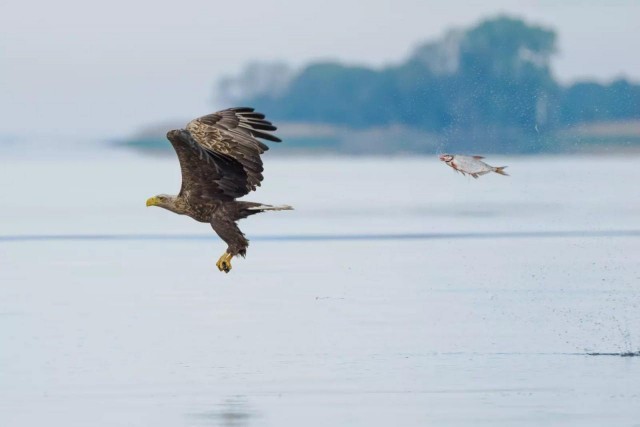 Объявлены финалисты конкурса самых забавных фотографий животных Comedy Wildlife Photography Awards 2024