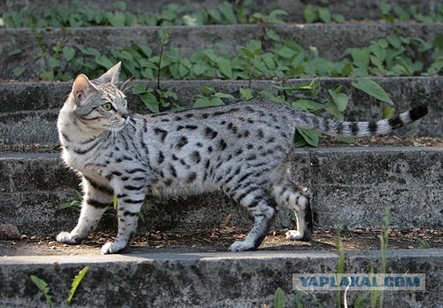 О бенгальских котах на наглядном примере