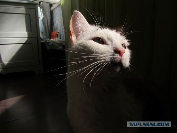 Котовторник 9.07.2013