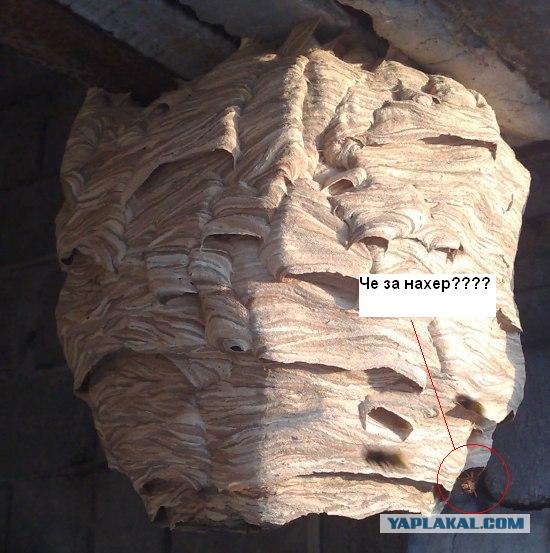 Ответная "природная" оккупация (5 фото)