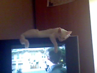 Котейка, который не знает как лежат котейки