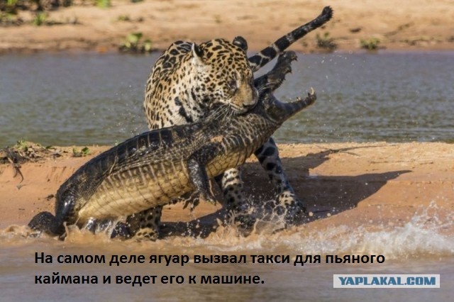 Ягуар охотится на крокодила, Бразилия