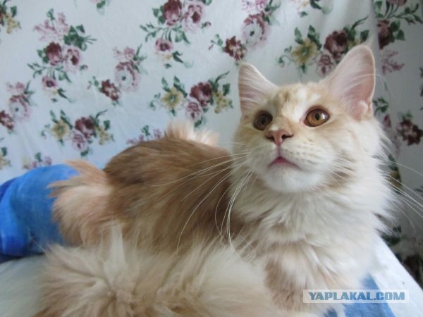 Котовторник 8.10.2013