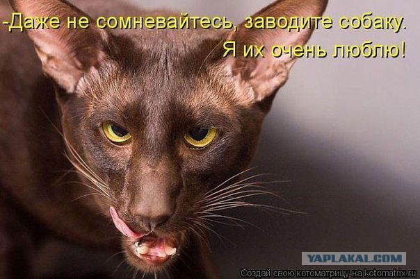 Забавные картинки с котами из сети
