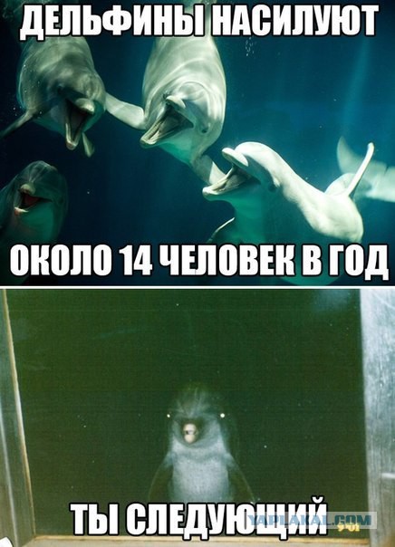 Дельфин развлекает народ на пляже