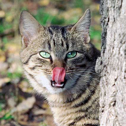 Коты, кошки, котята