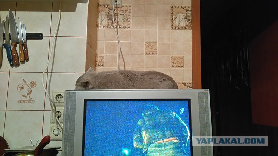 Котовторник