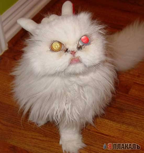 Коты, кошки, котята