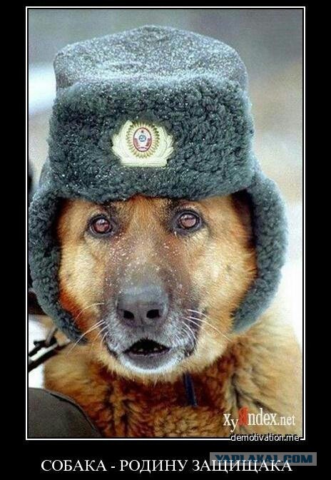 Ну холод же собачий! А в тулупчике тепло
