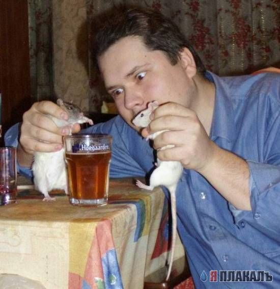 ГРЫЗУНЫ. Мыши, крысы, хомячки и т.д.