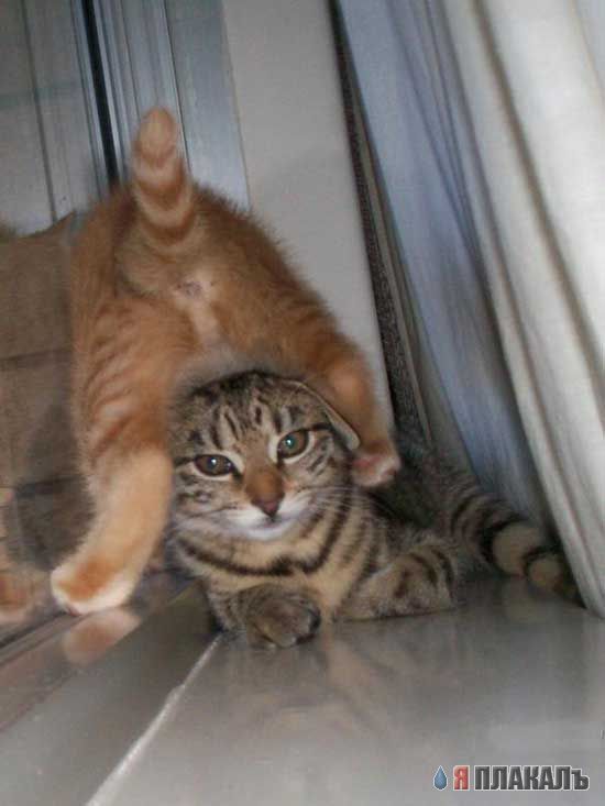 Коты, кошки, котята