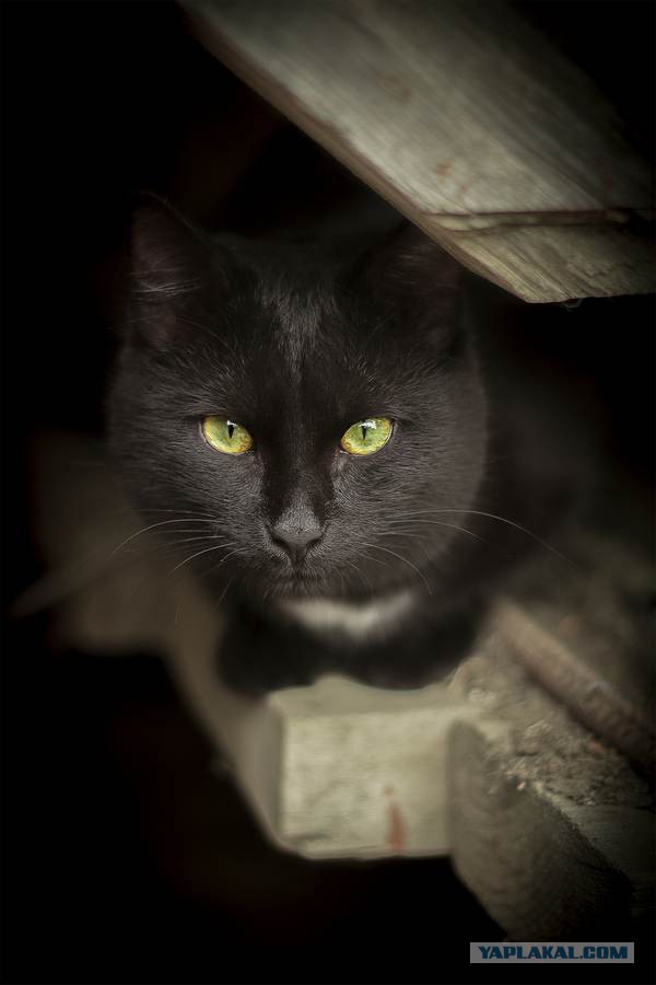 Котовторник на вторник, Котовторник