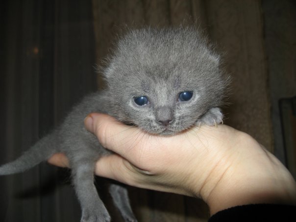 Котовторник на ЯПе (29.01)