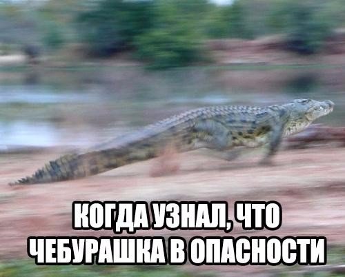 Смешные картинки из сети на 04.11.16