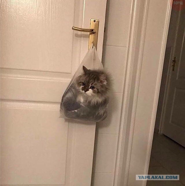 Коты из сети