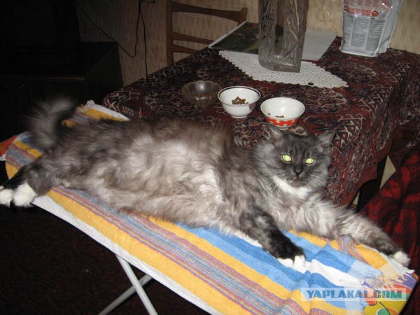 К вам пришел кошачий ангел