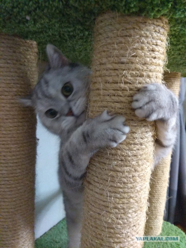А не открыть бы нам котовторник 03.04.2018