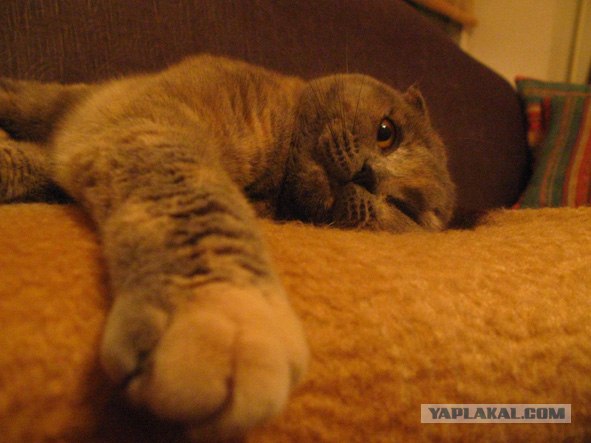Котовторник на ЯПлакалъ (10.06.08), прикольные коты, добавляем свои!