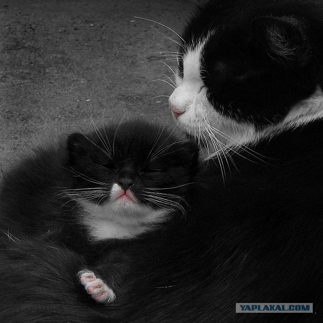 Котовторник  на  ЯПлакалъ