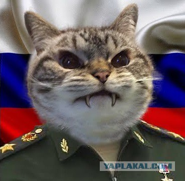 Боевые коты