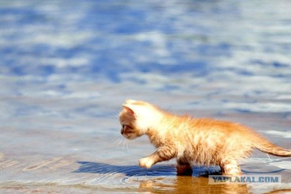 Профессиональный котовторник
