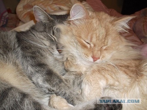 Первый котовторник октября
