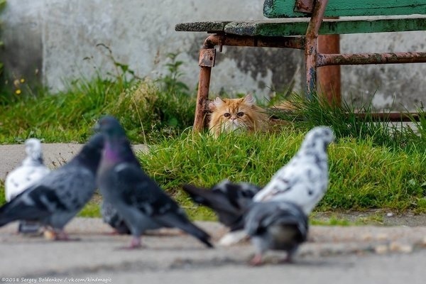 Живность из сети