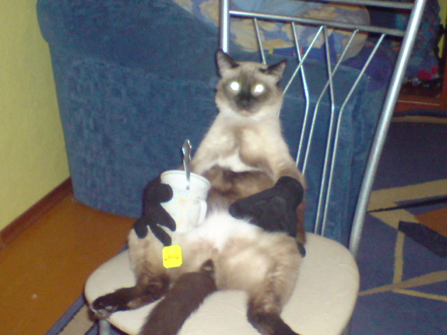 Котовторник 27.12.11