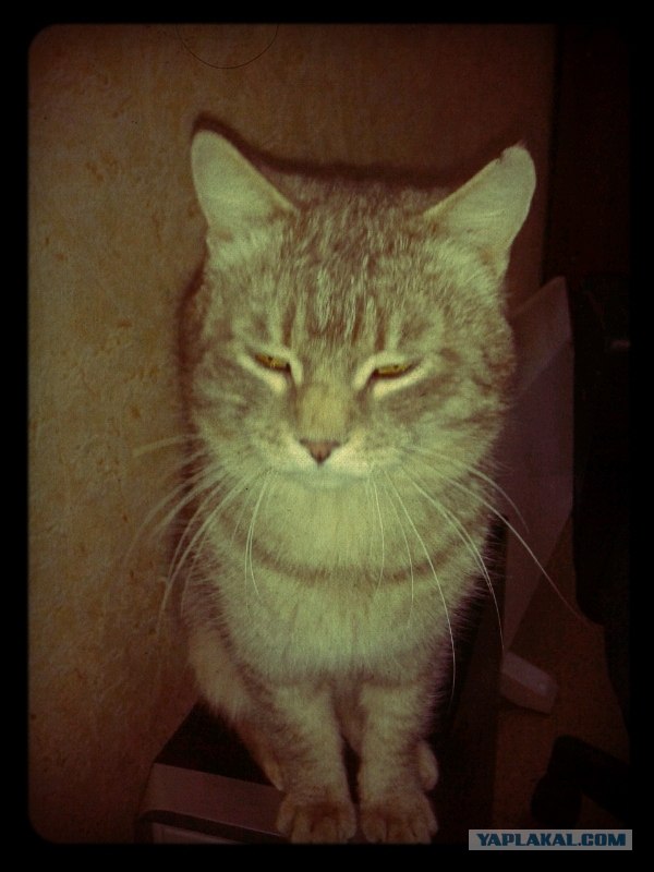 Котовторник! 13.03.2012