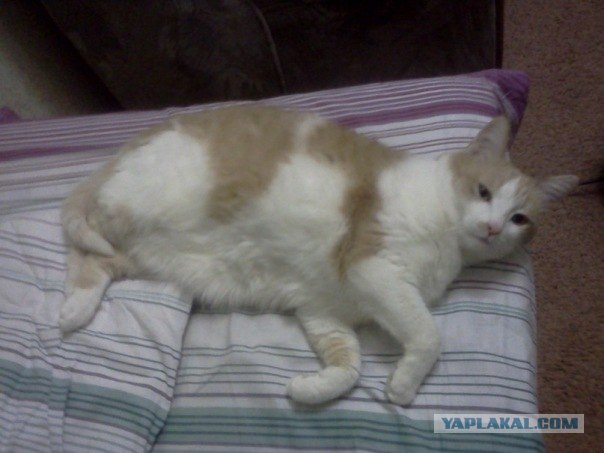 Котовторник 22.05.2012