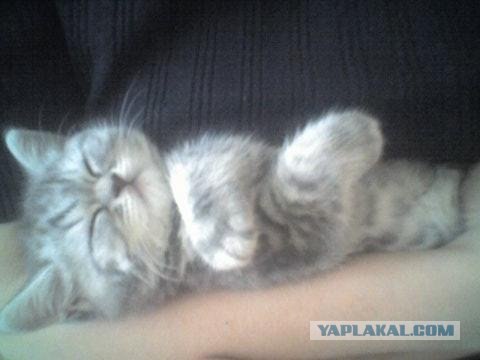 Котовторник 10. 07. 2012