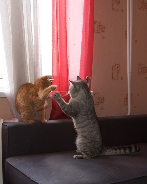 Котовторник  21.08.12