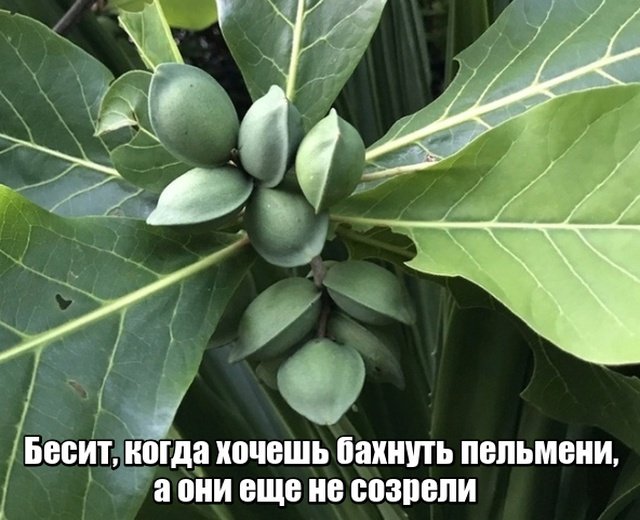 Что случилось с пельменями?