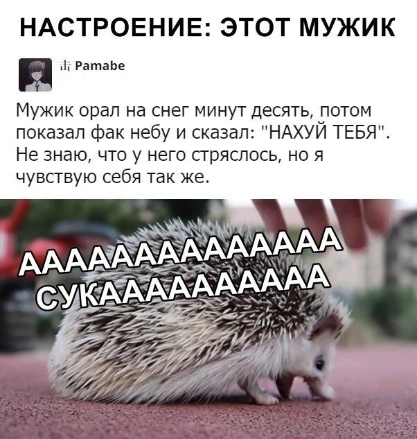 Анекдоты, соц-сети, истории и картинки с надписями