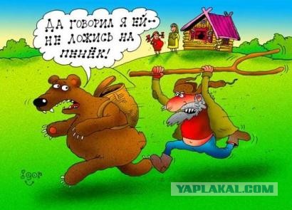 Как медведь готовится к спячке